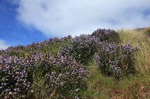 Neelakurinji flowers blooming in Munnar Neelakurinji flowers blooming in Munnar